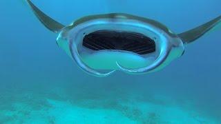 GoPro Diving With Manta Rays