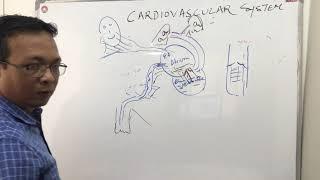 cardiovascular systemcvsintroductionnursing and MBBS year1