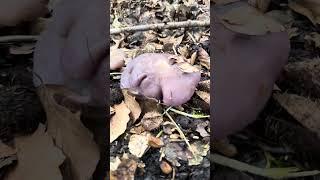 April Blewits  #foraging #forager #nature