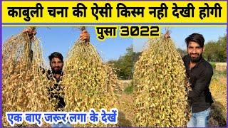 काबुली चने की ऐसी किस्म नही देखी होगी  Kabuli Chana  Chane ki kheti  Chana ki kheti  Pusa 3022 