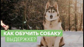 Как обучить собаку выдержке? Обучаем питомца выдержке. Выдержка собак