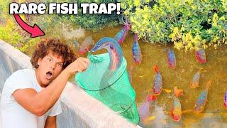 Trapping RARE Aquarium FISH In The EVERGLADES