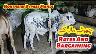 Chotay Maal K Rates And Bargaining Northern Bypass Mandi 2024