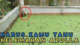 KEKURANGAN DAN KELEMAHAN TANAMAN AZOLLA MICROPHYLLA