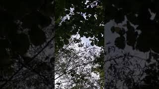 Белка в Алешкинском лесу
