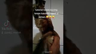 tutorial kucing kawin tanpa tusukan tajam si jantan