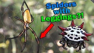 Meet the Orb Weaver Spiders