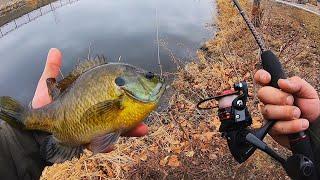 JUMBO BLUEGILL CATCH CLEAN COOK