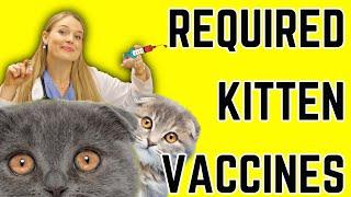 Kitten Vaccine Schedule for New Owners & Breeders  Vet Easily Explains