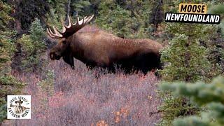 Tough Hunt for Moose in Newfoundland