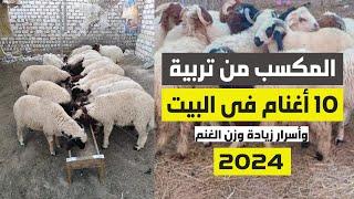 تربية الأغنام في المنزل دراسة جدوى لتسمين 10 أغنام في عام 2024 وخلطة علف لزيادة وزن الخرفان