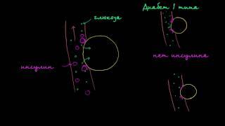 Глюкоза инсулин и диабет