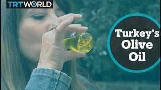برداشت زیتون ترکیه ترکیه پنجمین تولیدکننده بزرگ روغن زیتون در جهان است