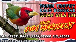 ISIAN G1LA ISIAN TERBAIK UNTUK BURUNG LOMBA  Untuk Masteran Murai batu Cucak ijo Kacer