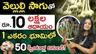 Garlic Farming In Telugu - How To Start a Garlic Farming? Garlic Cultivation Process In Telugu