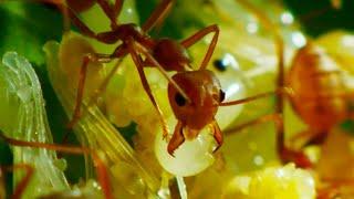 Ants Use Grubs as Glue Gun  Wild Thailand  BBC Earth