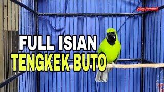 PANCINGAN CUCAK IJO GACORFULL ISIAN TENGKEK BUTO