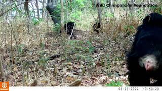 Critically endangered western chimpanzees in Guinea