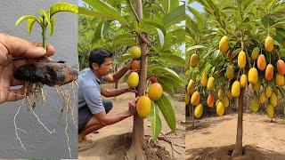 Technique Grafting Mango Tree Grow at house - how to grow Mango fast fruit result