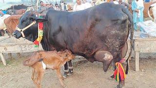 Malomore Maweshi Mandi Today Rates Update  Cows Fresh Rates Update  Special Ramdan Offers