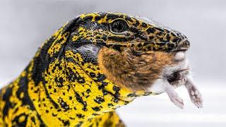 Golden tegu chomps Syrian hamsters