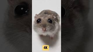 sad hamster