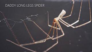 Daddy long legs spider  Cellar spider preying on House spider - UHD 4K