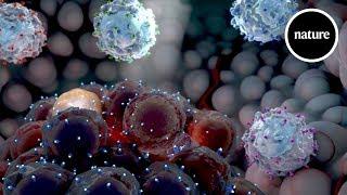 Decoding cancer immunology Hunting hidden tumours