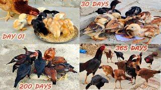Amazing Growth Of 11 Aseel Chicks  Month by Month Day 1 to 365 Days  Development Of Aseel Chicks