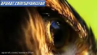 فیلم دیدنی از شکار کپک توسط عقاب