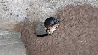 Swallow building mud nest  about barn swallow in english.