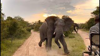 Angry Elephant Charges Safari Guide  Big 5  African Wild Elephants