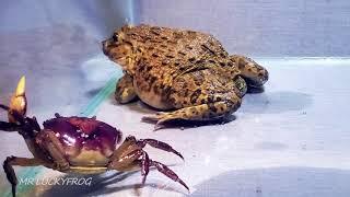 Asian Bullfrog With Big Crab And Mouse Asian Bullfrog Live Feeding