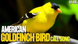 American Goldfinch Bird Call Song  Goldfinch Bird Singing  Goldfinch Bird Sounds For Relax Sleep
