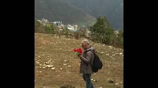 National flower Laliguras at Ghandruk