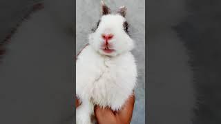 Hello Mera Naam Hai Bunny Bunny  Imposter - Cute Rabbit #Shorts