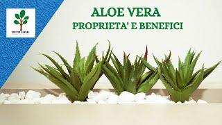 Succo di Aloe Vera 8 benefici per la salute