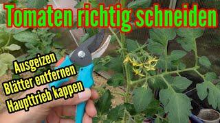 Tomaten schneiden und ausgeizen Tomatenblätter entfernen Haupttrieb kappen Anleitung