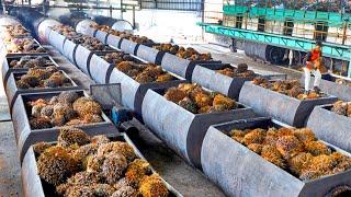 How Palm Oil Is Made In Factory  Palm Harvesting & Processing Technology  Palm Oil Factory