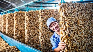 SilkWorm Farm - How Billions of SilkWorm for silk Chinese - Silk Cocoon Harvest Processing Factory