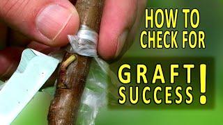 GRAFTING PEACH TREES  HOW to CHECK for GRAFT SUCCESS
