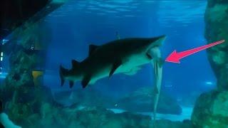 A female shark ate a male shark whole