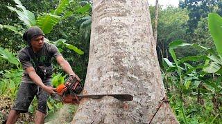 EXCELLENT  the fall of towering trees with beautiful grain