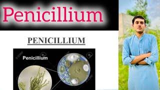 Explain Penicillium Systematic Position Cell Structure Of Penicillium
