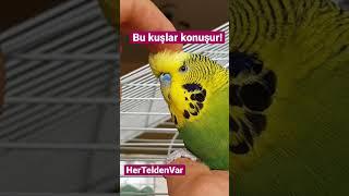 Bu kuş konuşur ##muhabbetkuşu #muhabbetkusu #hayvanlar #hayvanlaralemi #hayvanlarısevelim