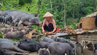 Lulu farmsworks as a farmerharvests cassava for the pigsand the pigs welcome me home to feed them