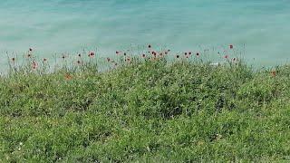 Анапа сегодня. Море. Маки. Красота