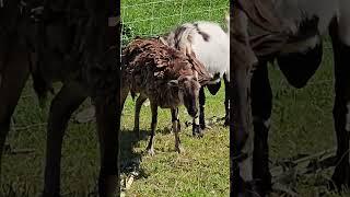 Goat   Snuggles  