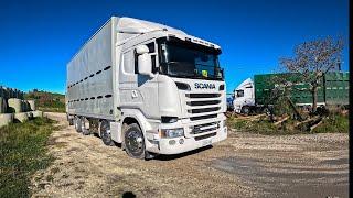 POV Trucking And Unloading Dairy Cows New Zealand