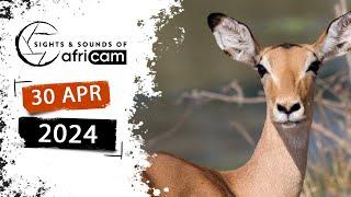 Sights and Sounds of Africam - 30 April 2024